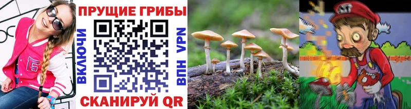 купить  сайты  Нальчик  Галлюциногенные грибы Cubensis 